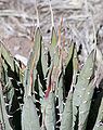 Agave utahensis