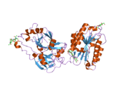 2odp: Complement component C2a, the catalytic fragment of C3- and C5-convertase of human complement