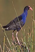 Purple Swamphen - Pukeko02