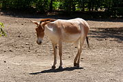 Brown equid