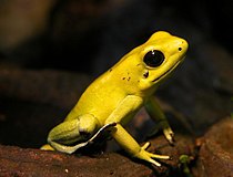 金色箭毒蛙（Phyllobates terribilis）可能是毒性最強的兩棲動物，皮膚上布滿了高濃度劇毒蛙毒素（英語：Batrachotoxin）。[15]