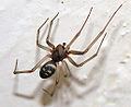 Brown house spider, Steatoda grossa, a spider with cosmopolitan distribution