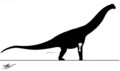 Placement of TKM007 within a titanosaur.