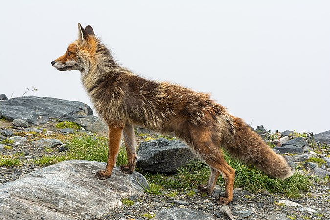 高地陶恩山脉位于奥地利一侧的一只赤狐（Vulpes vulpes）。