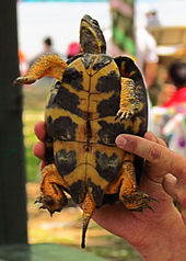 Plastron of an adult male.