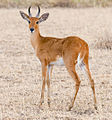 reedbuck