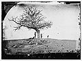"A Lonely Grave" — Federal grave at Antietam by Alexander Gardner[101]
