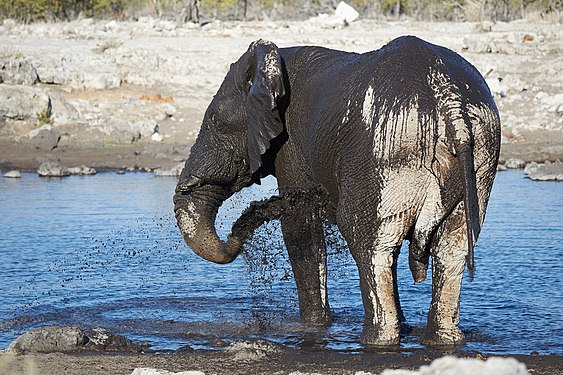 African bush elephant (loxodonta africana): lone bull takes evening mud bath near Halali in Etosha National Park Namibia