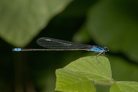 Archibasis oscillans male