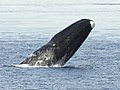 Bowhead whale breaching