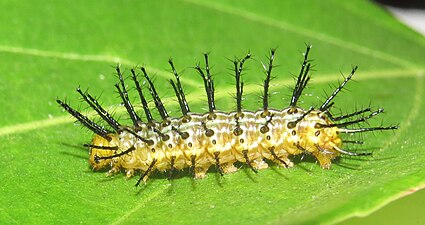 Larva