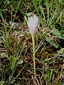 Colchicum alpinum opening