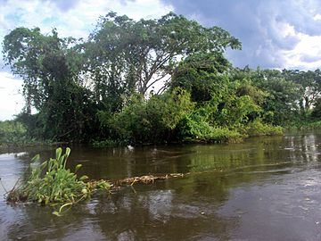 Cuiabá River near Porto Jofre, in the Pantanal, Mato Grosso