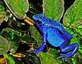 Image 48The blue poison dart frog is endemic to Suriname. (from Suriname)
