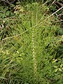 Equisetum telmateia