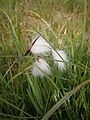 Eriophorum angustifolium