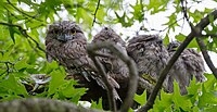 Family of four tawny frogmouths.