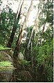 White ash on Gulaga