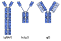 Heavy-chain and common antibody