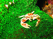 Neopetrolisthes maculatus (porcelain crab)