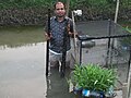 Off-bottom snail grown on bamboo split in IMTA