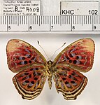 P. t. boulleti, female, ventral view