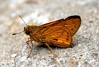 Ventral view