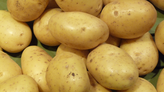 Lenticels on potatoes of the Monalisa variety