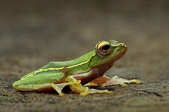 Lateral view (female)