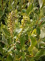 Salix hastata