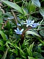 Scilla bifolia close-up