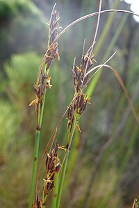 Flowering heads