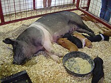 Hampshire sow and cross-bred piglets