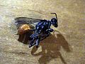 Tarantula hawk