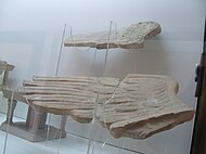 来自蒂尼苏特保护区的狮身人面像翅膀，公元一世纪，现存突尼斯纳布勒博物馆