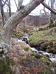 Winter in the Fairy Dell.