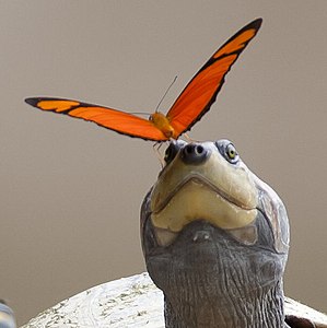 在吸側頸龜眼淚的珠袖蝶 Dryas iulia