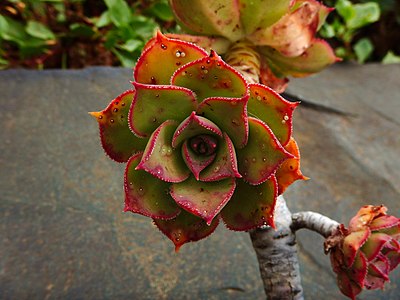 Aeonium percarneum 'kiwi'