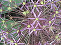 Allium cristophii