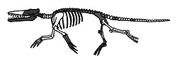 巴基鲸（上）与走鲸（下）的骨骼模拟