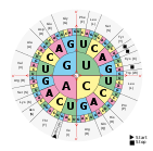 Standard RNA codon table organized in a wheel