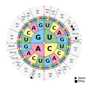 A circular diagram is separated into three rings, broken down into sections labeled with the letters: G, U, A, and C. Each represents a nucleotide found in RNA.