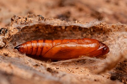 pupa