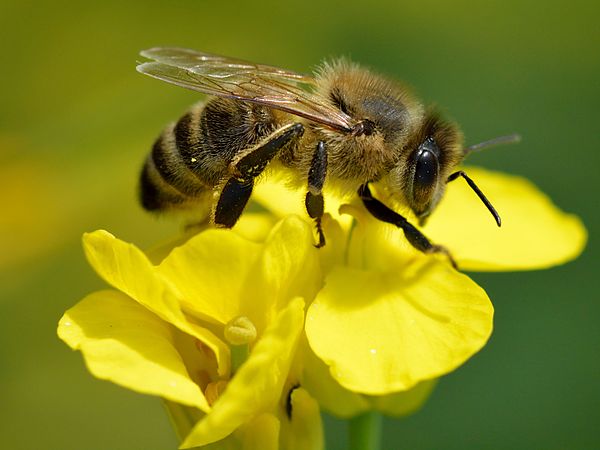 Bee