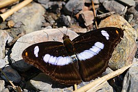 雙色帶蛺蝶 A. cama zoroastres♂