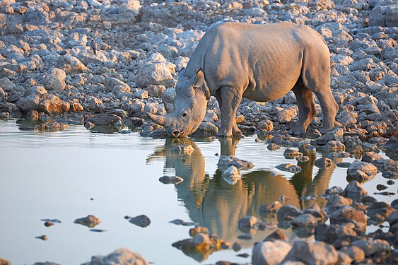 White rhinoceros (ceratotherium simum) drinking at the Okaukuejo waterhole in Etosha National Park Namibia