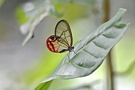 眼蝶亚科的红晕绡眼蝶 Cithaerias pireta