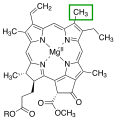 The chlorin section of the chlorophyll a molecule. The green box shows a group that varies between chlorophyll types.