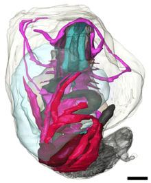 The ctenidium dominates on the dorsal side on the body, while the crculatory system cover the large part of the lower part of the image.