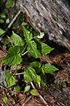 Circaea alpina